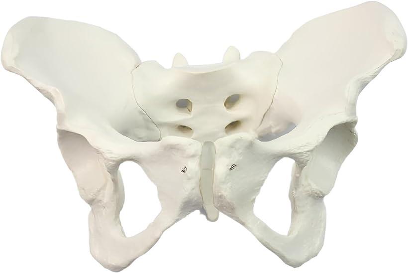 骨盤 模型 女性骨盤モデル 仙腸関節 可動可能 骨模型 (実物大)