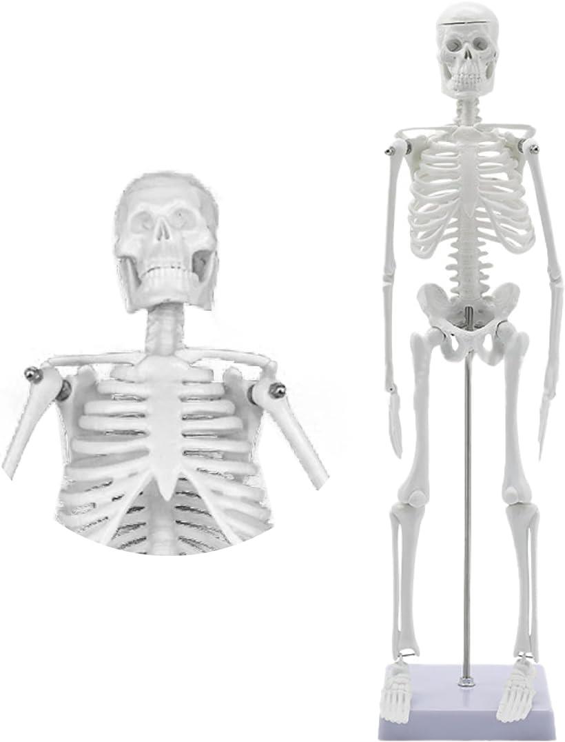 人体模型 45cm 骨格標本 直立 スタンド 取り外し可能 45cm人体模型( 45cm人体模型)