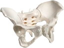 骨盤 人体模型 骨格標本 可動 仙骨 股関節 リハビリ 教材 女性
