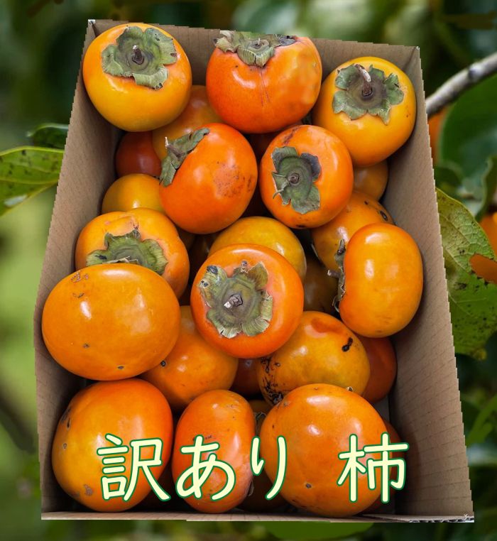 【送料無料】【訳あり 】富有柿　シャキシャキの柿 不揃い 訳あり 傷あり 歯応えシャッキシャキ　少し..