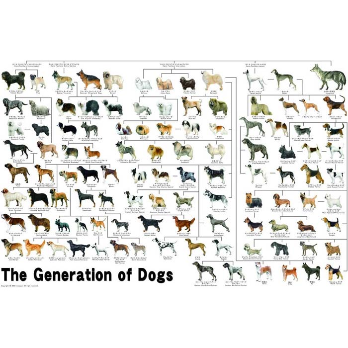 ジグソーパズル 1000ピース 犬の系統図 11-372
