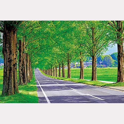 【送料無料!】 ジグソーパズル 1000ピース 日本風景 メタセコイアの並木道 1000-853