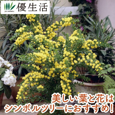 アカシア スペクタビリス 1ポット 苗木のサムネイル