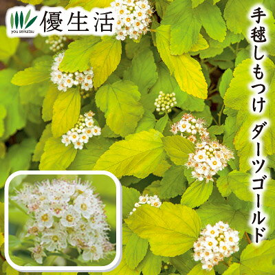薰衣草 - 手毬しもつけ ダーツゴールド　1ポット