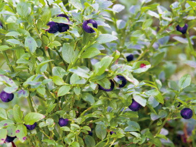 �ӥ�٥꡼��1�ݥå�