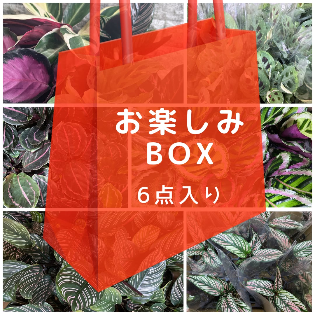 お楽しみBOX　お楽しみボックス　福袋　カラテア　フィロデン