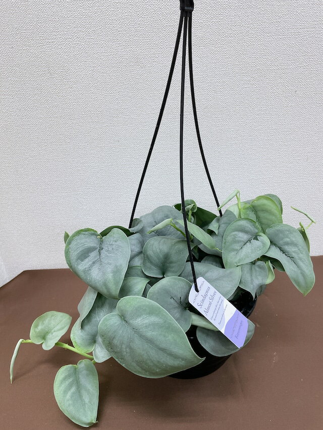 楽天市場】スキンダプサス(サイズ(植木鉢)4 ~ 6号)の通販 楽天市場】スキンダプサス(サイズ(植木鉢)4 ~ 6号)の通販