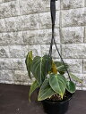 フィロデンドロン メラノクリサム ビロードカズラ 4号 希少 レア 珍しい 観葉植物 植物 小さい 鉢 おしゃれ お祝い 土 ミニ 棚 希少 珍しい 北欧 引っ越し祝 新築祝 ユースプランツ youth plants