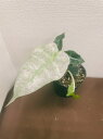 アロカシア アマゾニカ ポリー 斑入り 3.5号 希少 レア 珍しい 観葉植物 植物 小さい 鉢 おしゃれ お祝い 土 ミニ 棚 希少 珍しい 北欧 引っ越し祝 新築祝 ユースプランツ youth plants