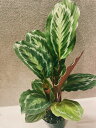 カラテア アナコンダグリーン 3.5号 希少 レア 珍しい 観葉植物 植物 小さい 鉢 おしゃれ お祝い 土 ミニ 棚 希少 珍しい 北欧 引っ越し祝 新築祝 ユースプランツ youth plants