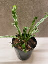 アスプレニウム ニダス バリエガータ 斑入り 3.5号 希少 レア 珍しい 観葉植物 植物 小さい 鉢 おしゃれ お祝い 土 ミニ 棚 希少 珍しい 北欧 引っ越し祝 新築祝 ユースプランツ youth plants