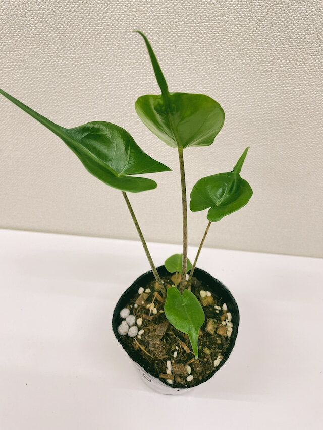 アロカシア　スティングレイ　3.5号　希少 レア 珍しい　植物 小さい 鉢 おしゃれ お祝い 土 ミニ 棚 希少 珍しい 北欧 引っ越し祝 新築祝