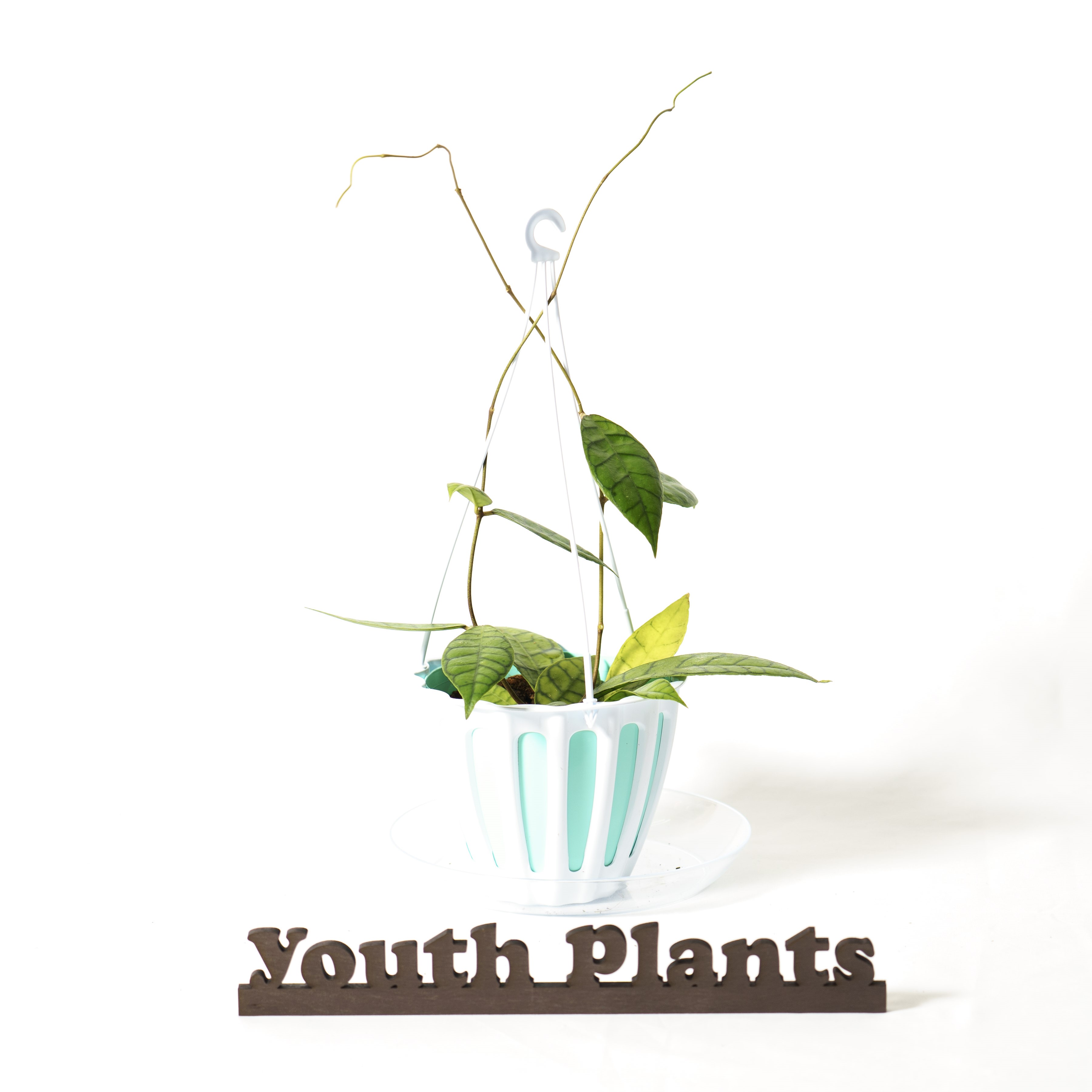 ホヤ ホヤ　カリストフィラ　5号　希少 レア 珍しい　観葉植物　植物 小さい 鉢 おしゃれ お祝い 土 ミニ 棚 希少 珍しい 北欧 引っ越し祝 新築祝　ユースプランツ　youth plants