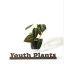 フィロデンドロン メラノクリサム 3.5号 希少 レア 珍しい 観葉植物 植物 小さい 鉢 おしゃれ お祝い 土 ミニ 棚 希少 珍しい 北欧 引っ越し祝 新築祝 ユースプランツ youth plants