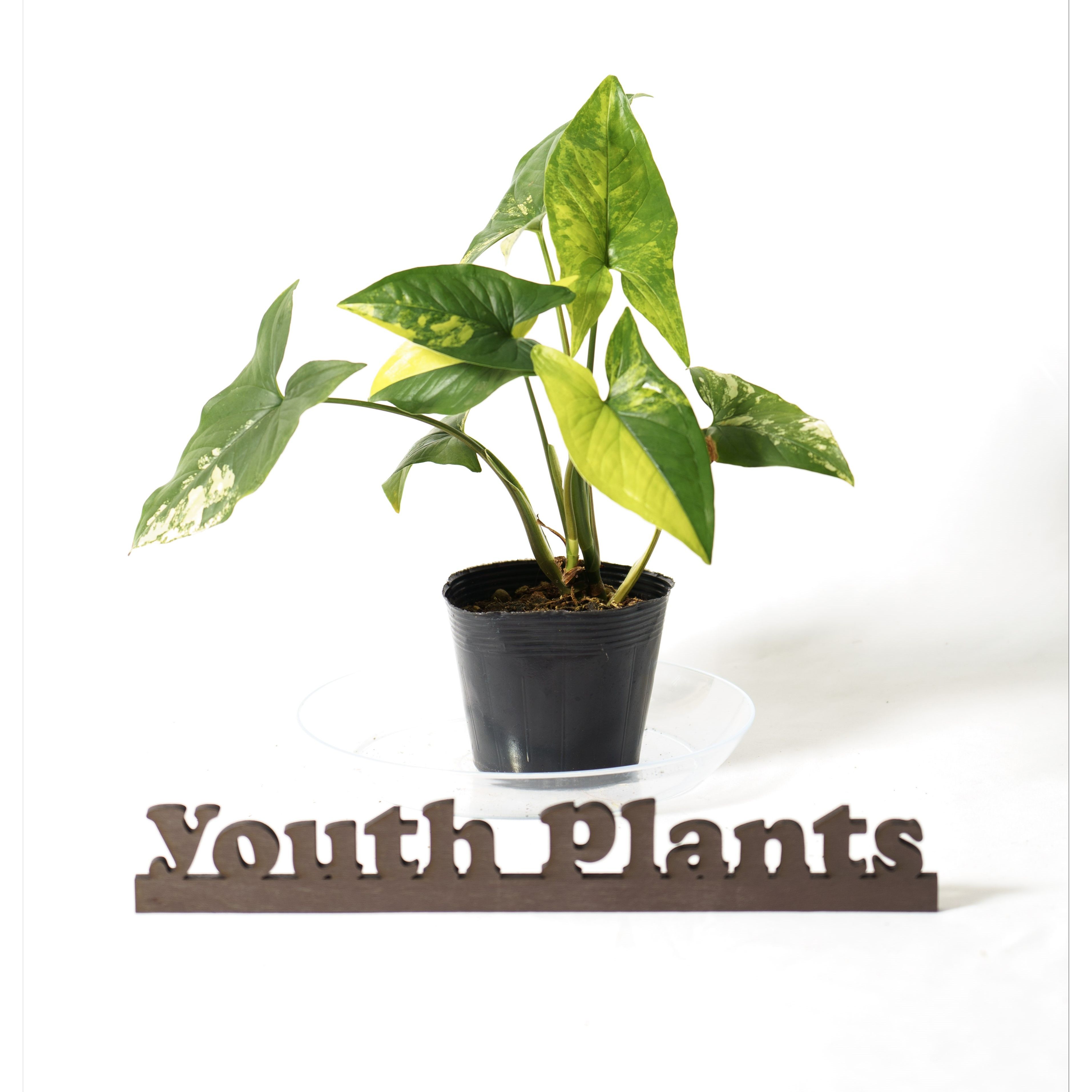 シンゴニウム　カリフォルニアゴールド　3.5号　希少 レア 珍しい　観葉植物　植物 小さい 鉢 おしゃれ お祝い 土 ミニ 棚 希少 珍しい 北欧 引っ越し祝 新築祝　ユースプランツ　youth plants
