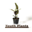 カラテア ホワイトスター 3.5号 希少 レア 珍しい 観葉植物 植物 小さい 鉢 おしゃれ お祝い 土 ミニ 棚 希少 珍しい 北欧 引っ越し祝 新築祝 ユースプランツ youth plants