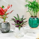 全3種 花瓶 ポット 水耕栽培 プラスチック 割れない 小さい 透明 おしゃれ フラワーベース 枝 北欧 韓国 インテリア モダン 観葉植物 多肉植物