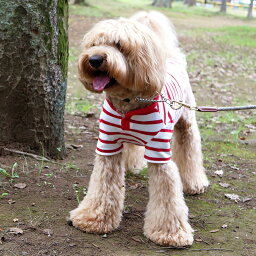 ヘンリーネックTシャツ型紙 eco印刷 胴長中型犬向け