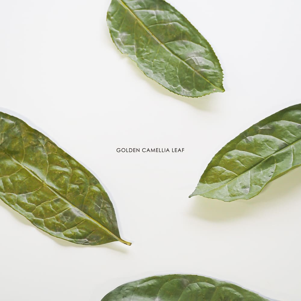 金花葉茶 原型 6g ハーブティー　自然栽培 低温フリーズドライ