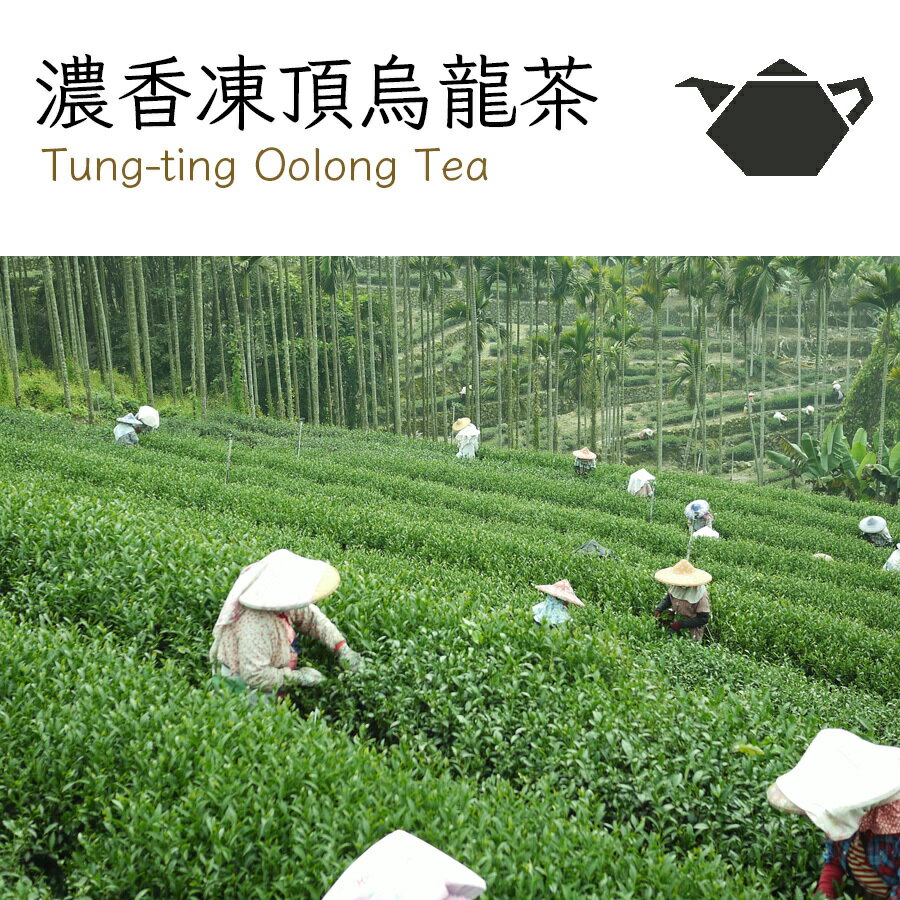 新入荷 【現地老舗茶園直仕入】台湾茶 お茶 濃香凍頂 烏龍茶 茶葉 ウーロン茶 150g Tung-ting Oolong Tea