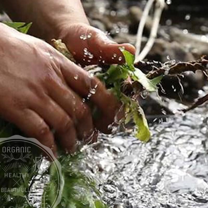 野生蒲公英根茶 （ダンデリオンルート） 50g 高品質 天然物 3