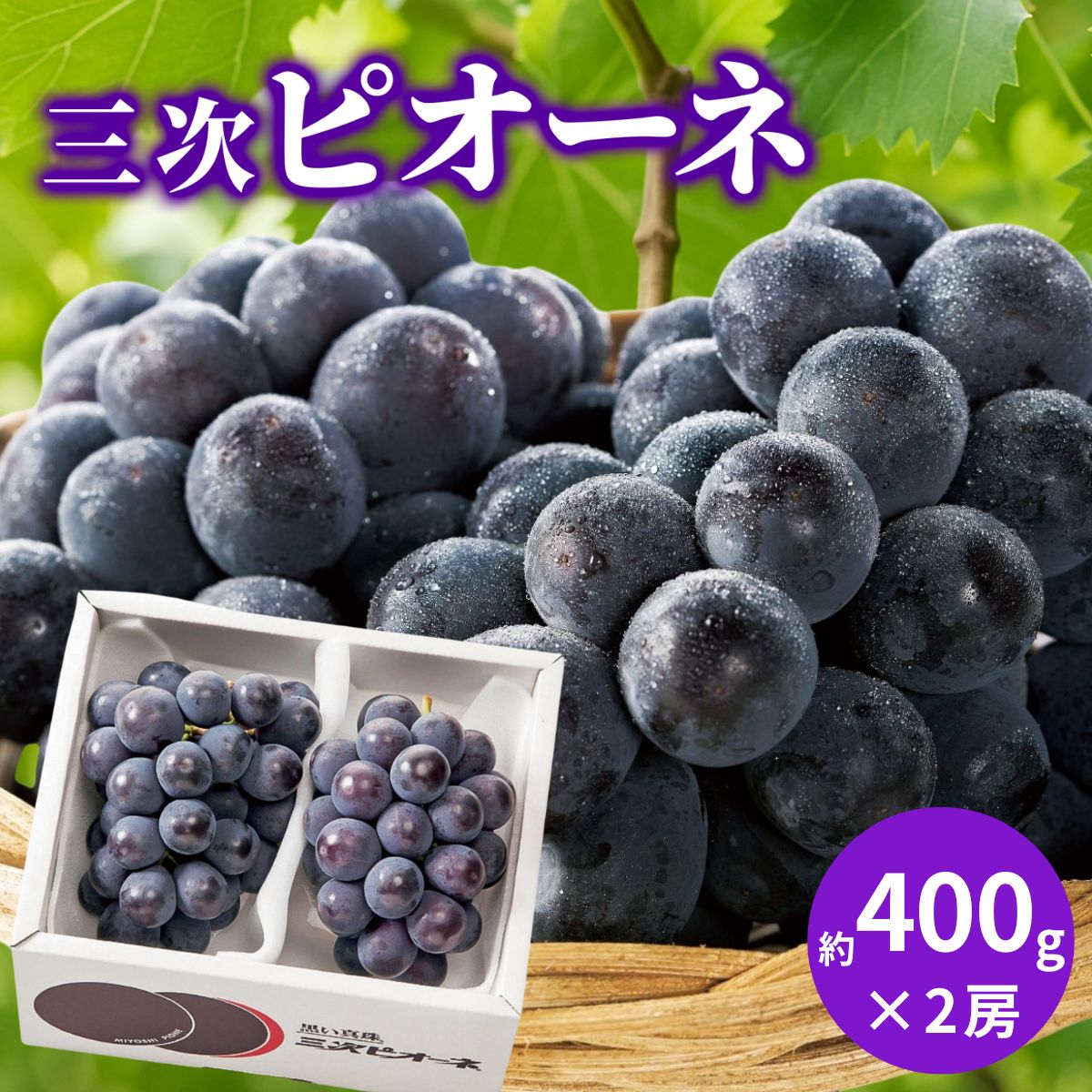 広島県産 三次ピオーネ (7月15日~8月10日の期間に出荷予定) (承り期間：7月29日まで) お中元 夏ギフト 産地直送 グルメ 食品 ギフト プレゼント 贈り物 2026 フルーツ ぶどう
