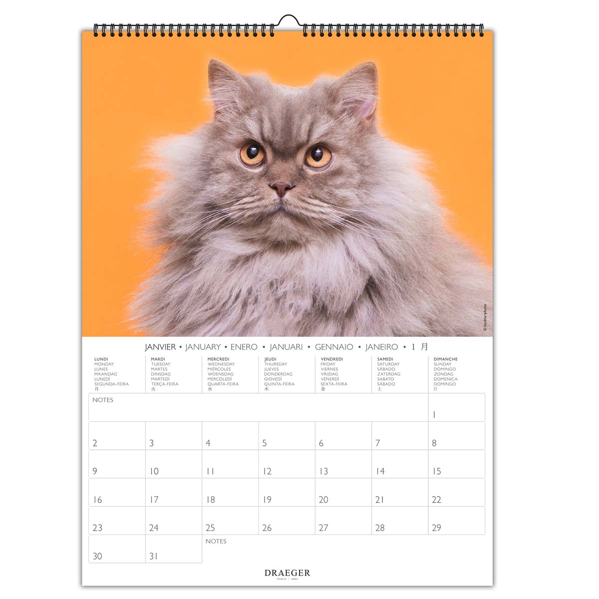 7か国語対応2023年カレンダー ドレジャー 2023年 CATS 壁掛けタイプ 猫 動物 スケジュール 写真入り 日本の祝日シール付き 輸入雑貨  FSC認証 2021福袋