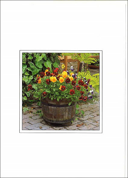 グリーティングカード 多目的 B&Bフラワーシリーズ「パンジー」封筒152×108mm 花柄 メッセージカード 定形サイズ 輸入雑貨(B015)