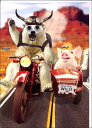 グリーティングカード 誕生日 バースデー ゴグリーズ目玉カード「シロクマとブタ」 封筒175×125mm 動物 カラー写真 メッセージカード ギフト(H270) その1