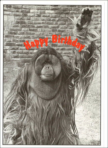 グリーティングカード 誕生日 バースデー JGC「ハーイ」 封筒110×152mm 動物 モノクロ写真 メッセージカード 定形サイズ 輸入雑貨(JGC127)