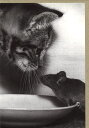 グリーティングカード 多目的 モノクロ写真「猫とねずみ」 封筒180×125mm フォト 動物 メッセージカード 輸入雑貨(NC10254)