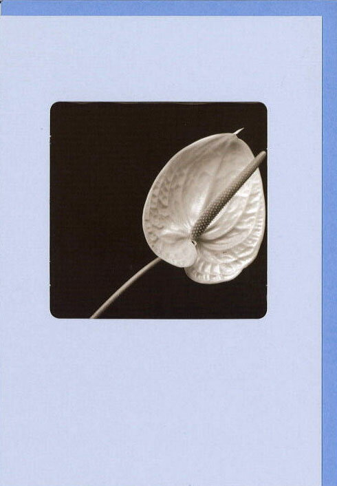 グリーティングカード お悔み モノクロウィンドウシリーズ「アンスリウム」 封筒180×125mm 窓付き 花 フラワー 写真 メッセージカード 輸入雑貨(NC5801)