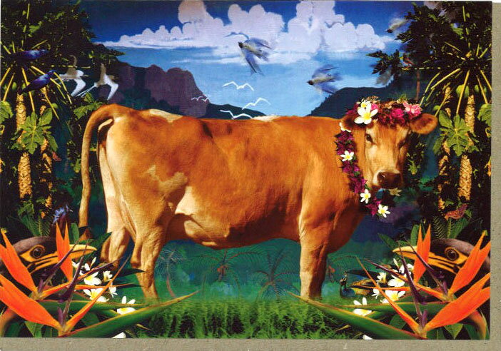 グリーティングカード 多目的 ウシシリーズ「COW OF PARADISE」 封筒180×125mm 牛 カラー写真 メッセージカード 輸入雑貨(NC6269)