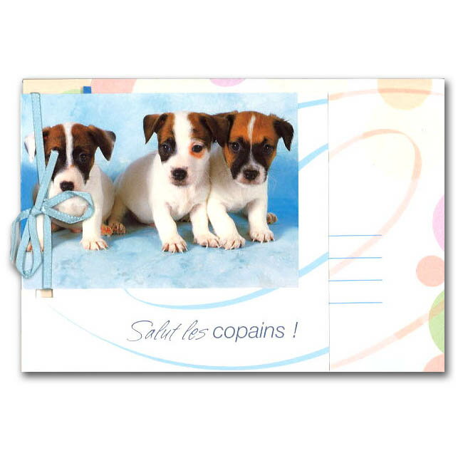 グリーティングカード 多目的 リボンコレクション「3匹の子犬」封筒105×150mm 動物 メッセージカード 定形サイズ リボン付き 輸入雑貨(RG-00044...