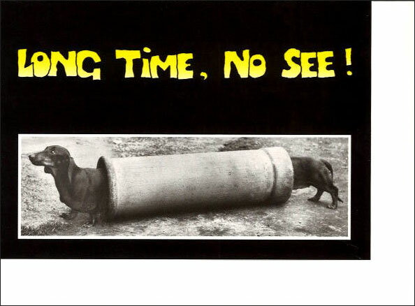 グリーティングカード【多目的】「ダックスフンド:お久しぶり」【封筒付き/白】【封筒サイズ/152×111mm】犬 動物 モノクロ写真 メッセージカード 定形サイ...