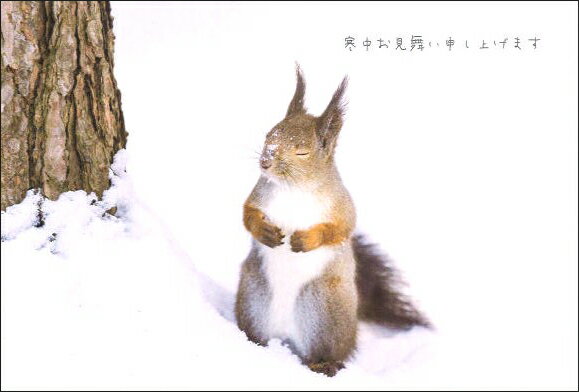 ポストカード3枚セット 寒中見舞い「〜瞑想中〜」(北海道) 冬 リス 郵便はがき メッセージカード 写真面筆記可(KM038)