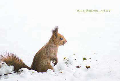 ポストカード3枚セット 寒中見舞い「ゴハン♪ごはん♪食べてからまたアソンデネ♪」(北海道 旭川)冬 郵便はがき メッセージカード 写真面筆記可(KM014)