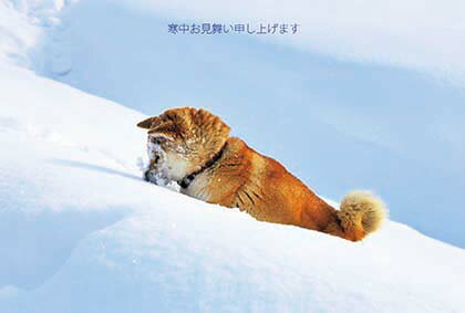 ポストカード3枚セット 寒中見舞い「サクラ と 雪の天使/犬」(北海道 美瑛町)冬 郵便はがき メッセージカード 写真面筆記可(KM015)