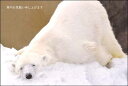 ポストカード3枚セット 寒中見舞い「グッスリ・・・」(北海道 旭山動物園)冬 郵便はがき メッセージカード 写真面筆記可(KM020)