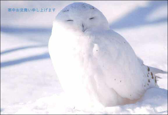 ポストカード 【寒中見舞い】「スヤァ・・・（シロフクロウ）」（北海道 旭山動物園）【「寒中お見舞い申し上げます」の文字あり】【3枚セット（同じ柄が3枚入っています）】【写真面筆記可】(KM022)