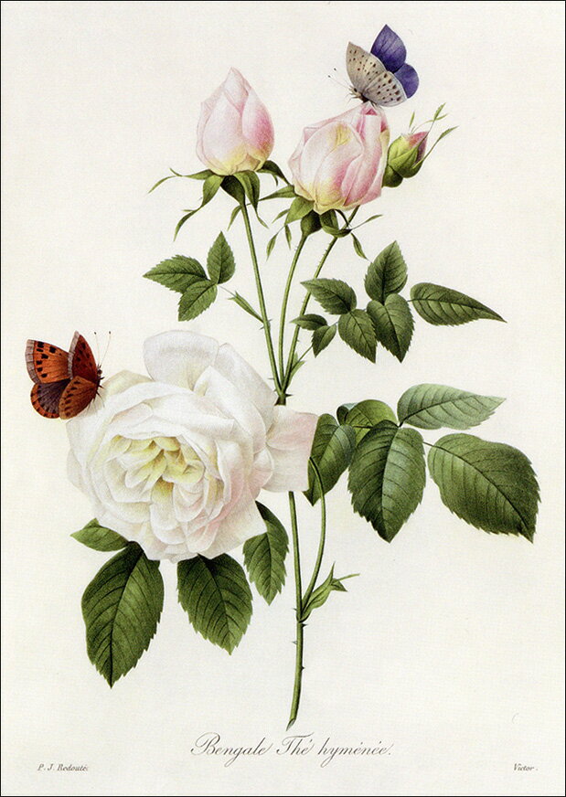 ポストカード アート ルドゥーテ「ローザベンガル」105×148mm 名画 メッセージカード 郵便はがき コレ..