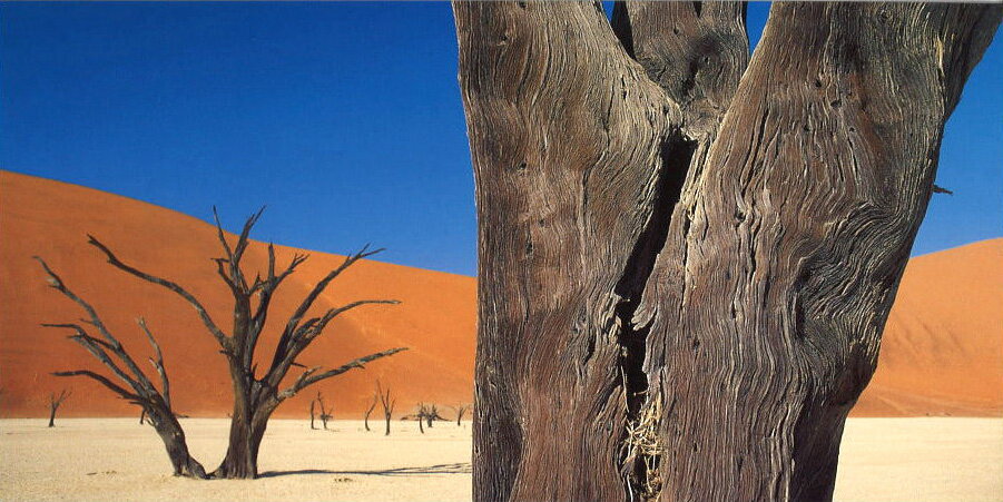 ロングポストカード カラー写真 ミホル・マーティン「枯れ木」115×230mm メッセージカード 郵便はがき(CL4077)
