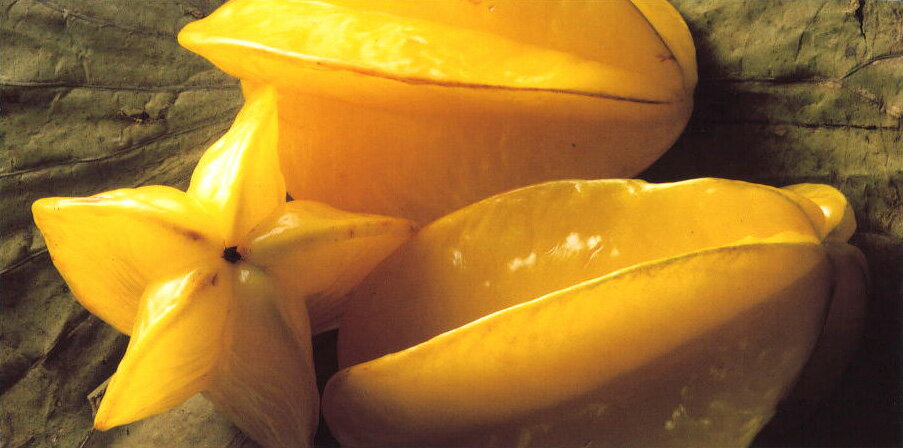 ロングポストカード カラー写真 ジーン・ピア・ディテルラン「スターフルーツ」115×230mm メッセージカ..