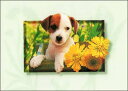 ポストカード カラー写真 子犬と黄色の花 105×150mm 郵便はがき 絵はがき メッセージカード