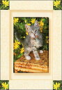 ポストカード カラー写真 子猫と黄色の花 105×150mm 郵便はがき 絵はがき メッセージカード