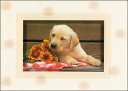 ポストカード カラー写真 子犬と黄色の花 105×150mm 郵便はがき 絵はがき メッセージカード