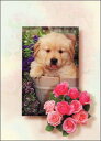 ポストカード カラー写真 舌を出した子犬と草花 105×150mm 郵便はがき 絵はがき メッセージカード
