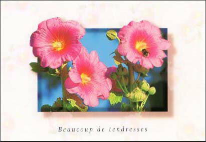 ポストカード カラー写真 ピンクの花 105×150mm 郵便はがき 絵はがき メッセージカード