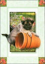 ポストカード カラー写真 子犬と植木鉢 105×150mm 郵便はがき 絵はがき メッセージカード