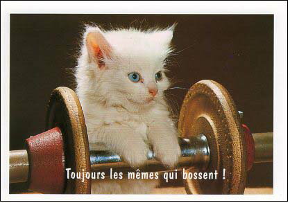 ポストカード カラー写真「ダンベルと子猫 」105×150mm 郵便はがき メッセージカード